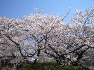 2013_sakura_480.jpg